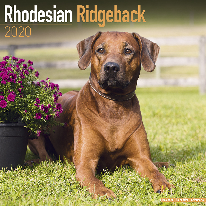 エリール Rhodesian Ridgebacks ローデシアンリッジバック